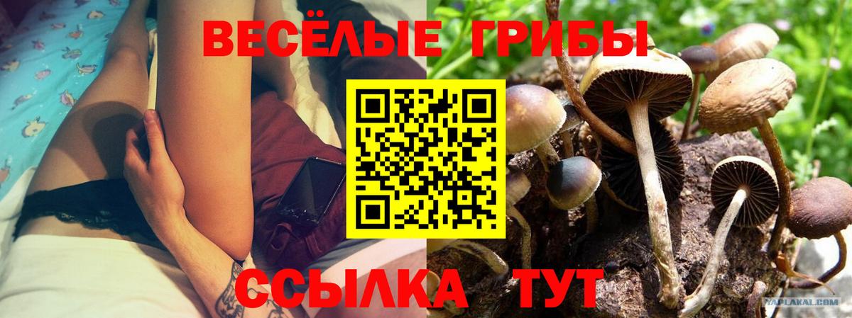 Галлюциногенные грибы MAGIC MUSHROOMS  Вход с VPN  Аргун  Псилоцибиновые грибы Psilocybe 